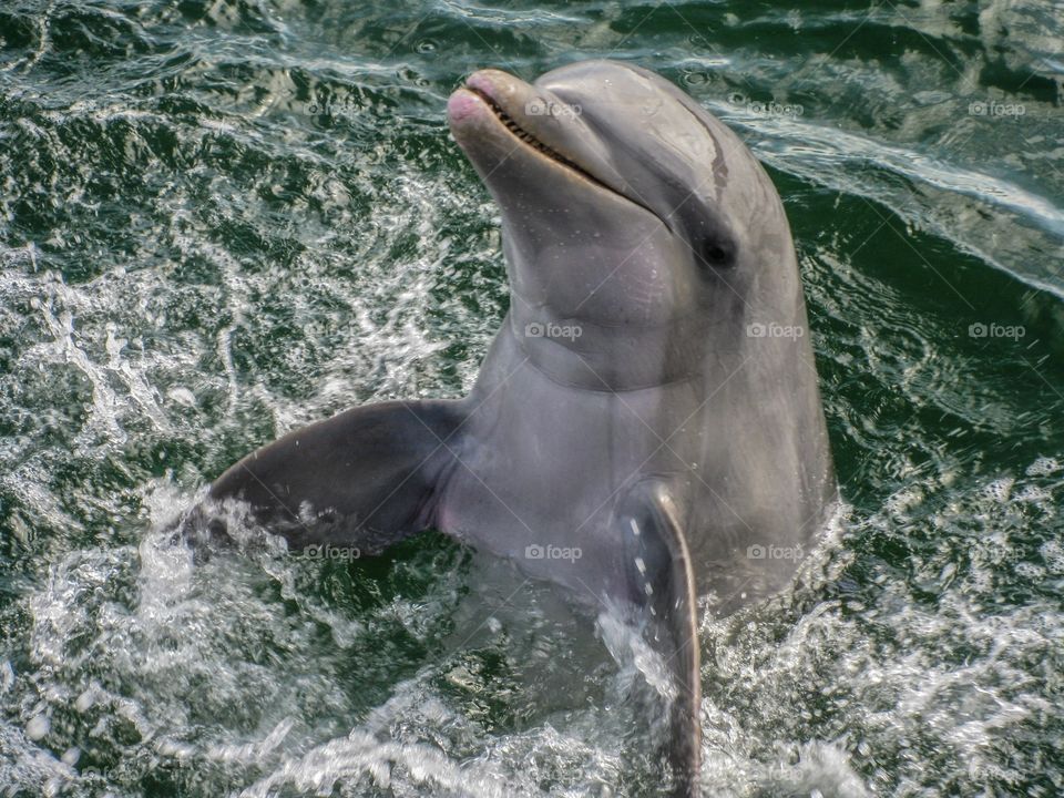 A dolphin in the water 