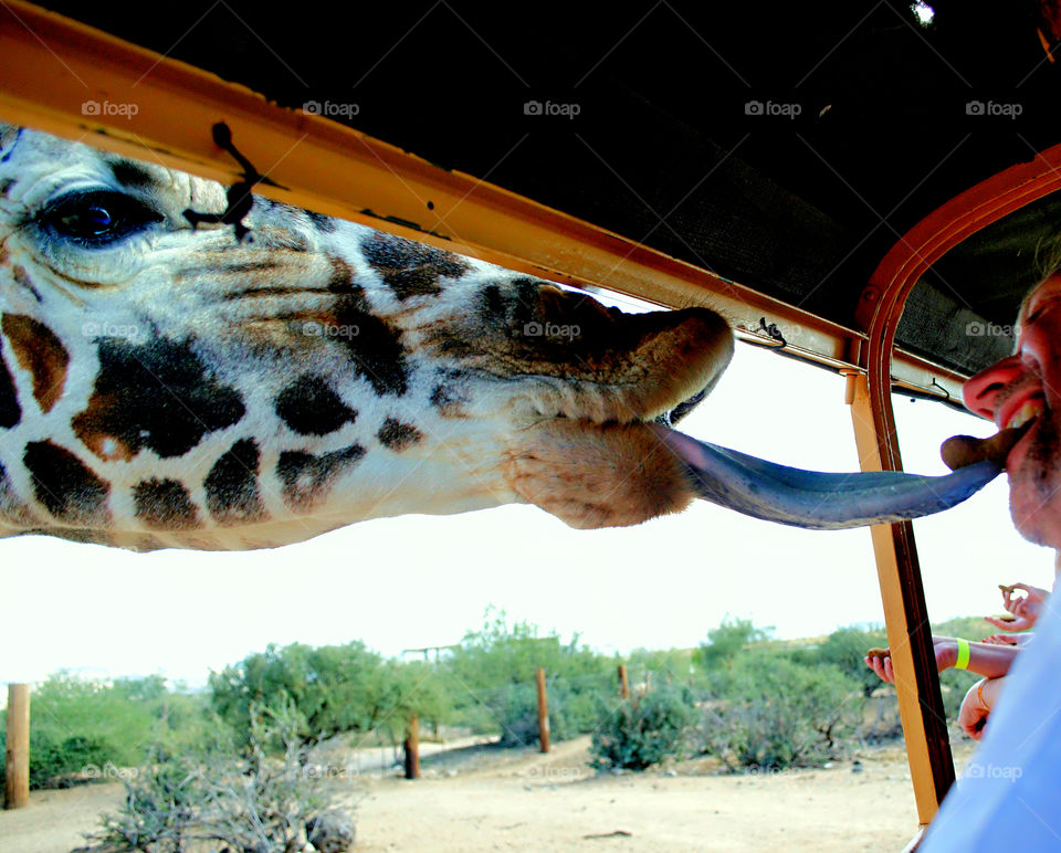 A giraffe reaching for a cookie 