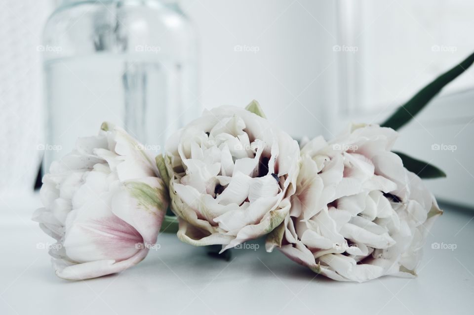 Tulips are among the first to appear in the spring. They are fragile and tender, filled with freshness and cheerfulness-they drive away melancholy and bad mood, make you smile.