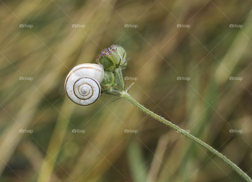 Little snail on flower top