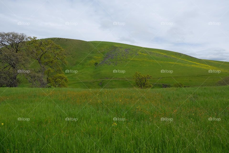 Grassy meadow overlooking a hill.