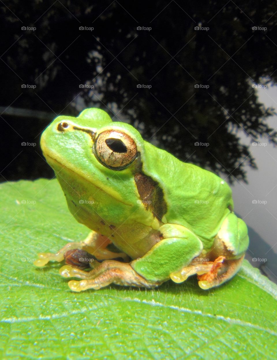 Frog
