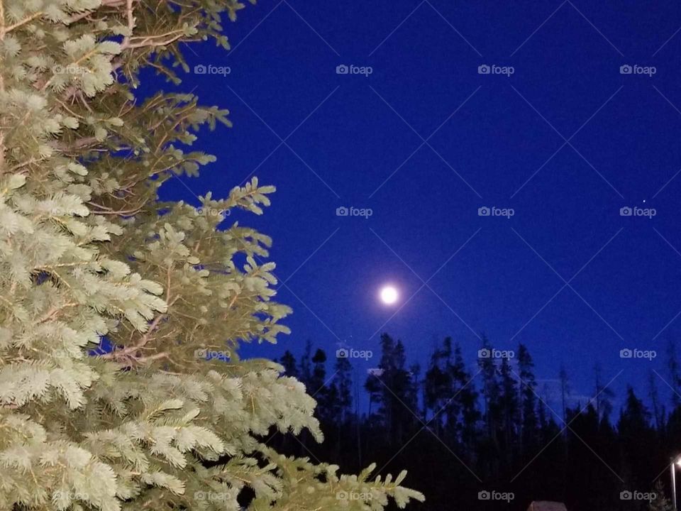 Bright and beautiful moon illuminating the night sky above the coniferous forests. 