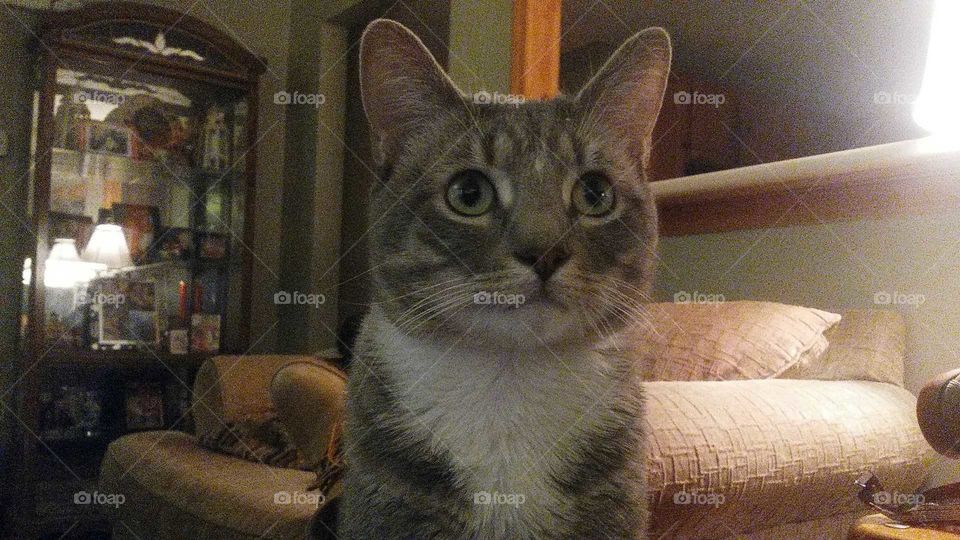 My Cat! Rocky my Rock Star