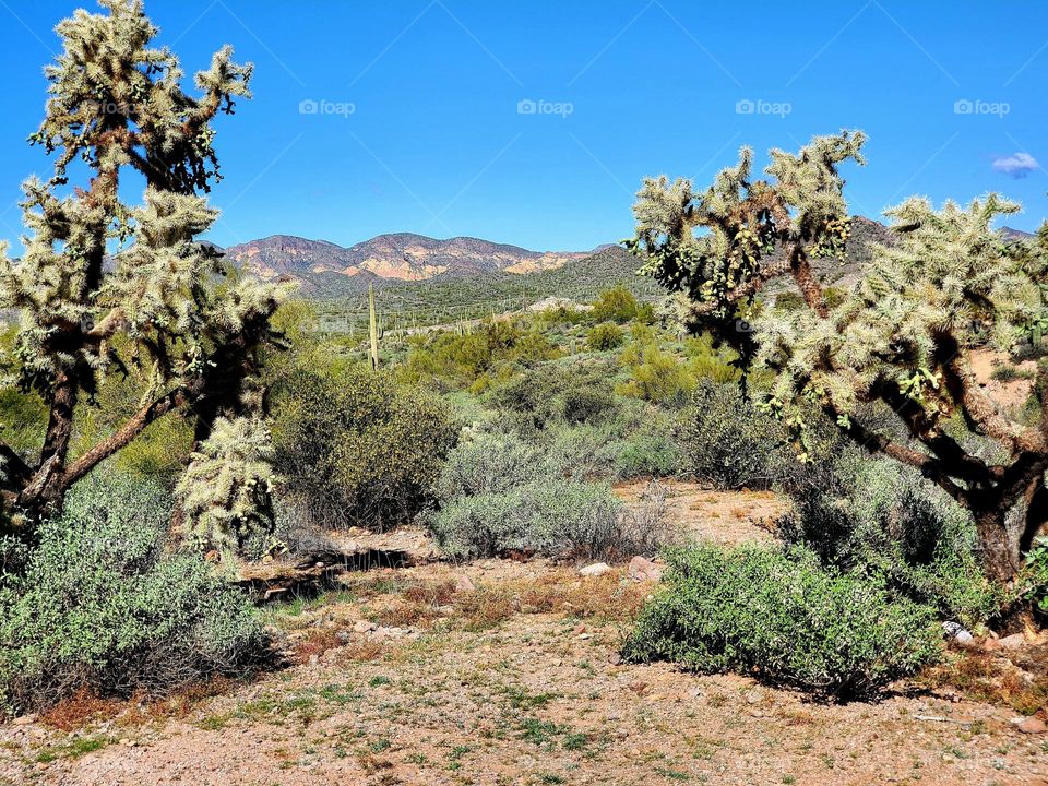 Cholla Cactus in the Desert