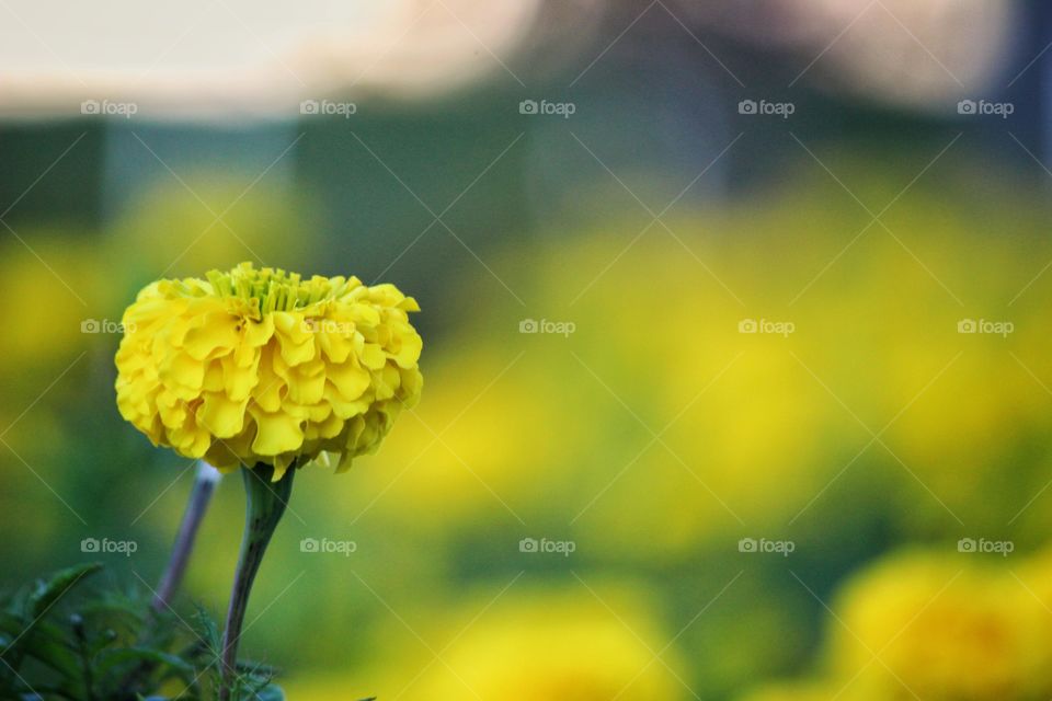 a beautiful marigold....
