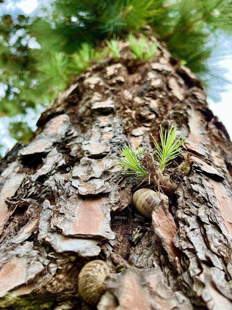 Pine tree and the snail