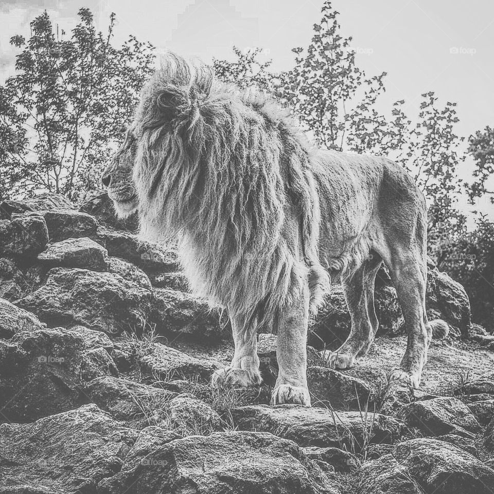 Black and white lion 