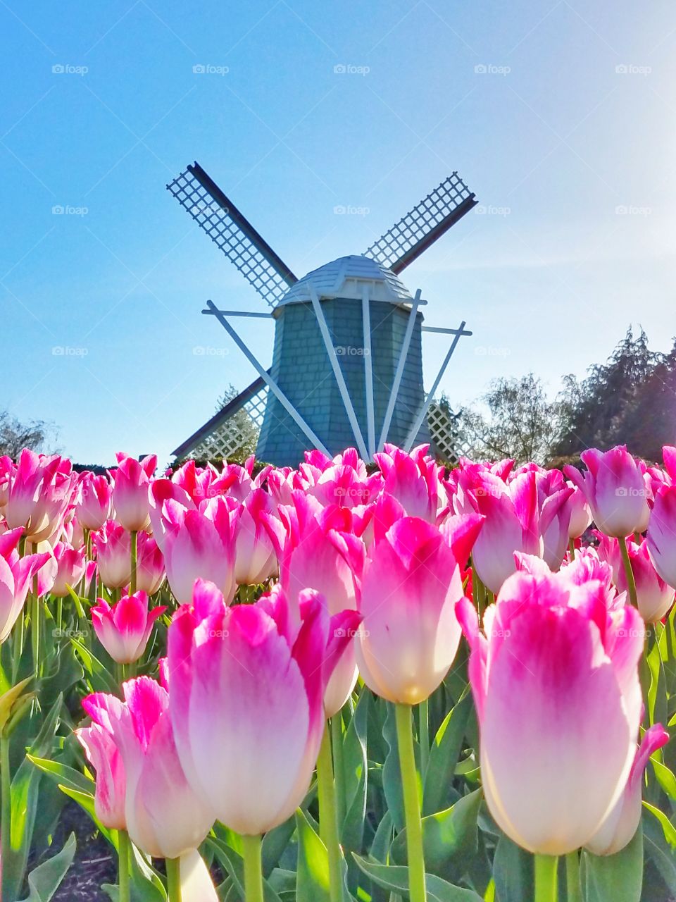 Tulips and Windmill