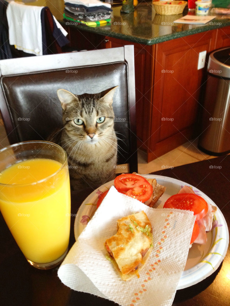Cat wanting to eat my breakfast