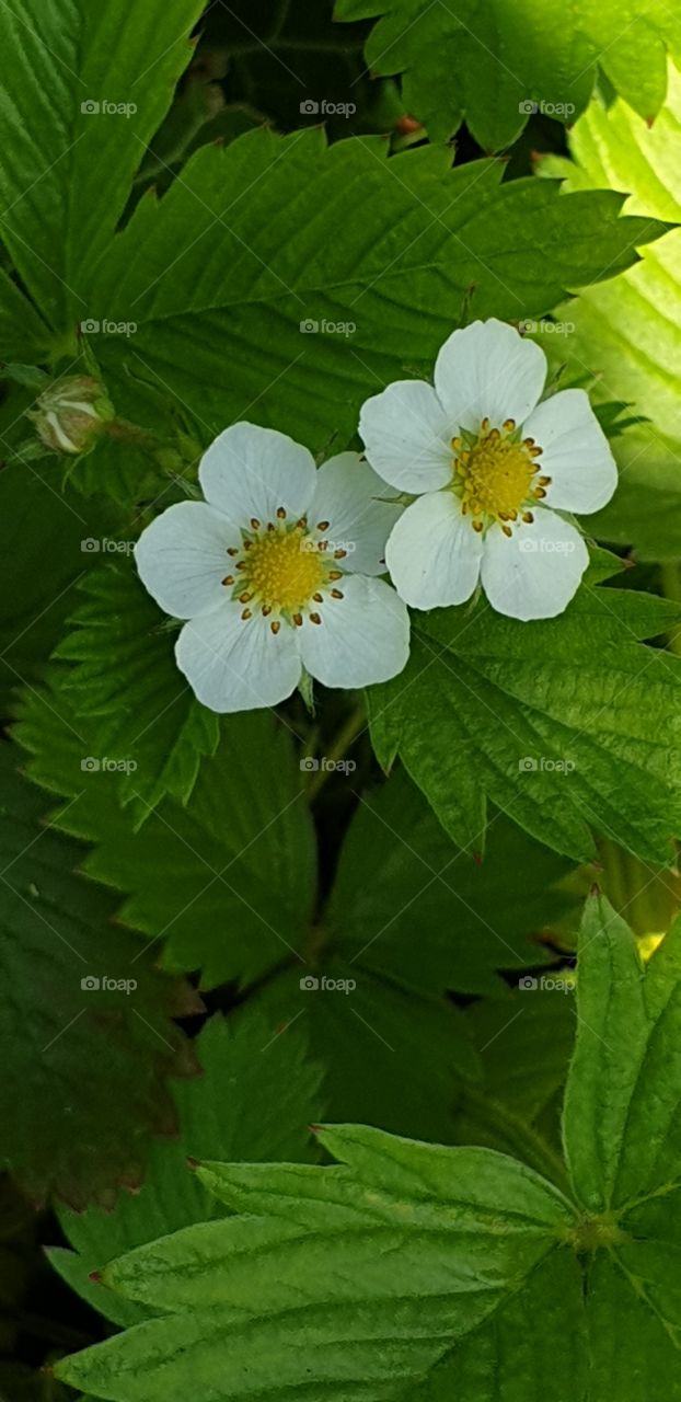 strawberry flowers