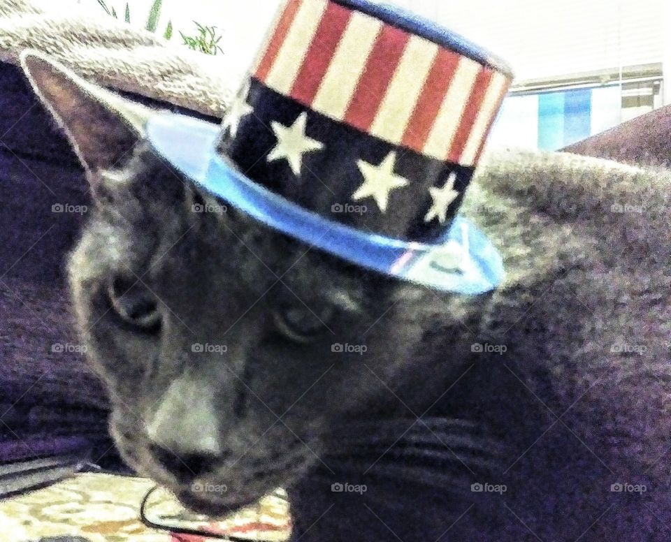 patriotic cat