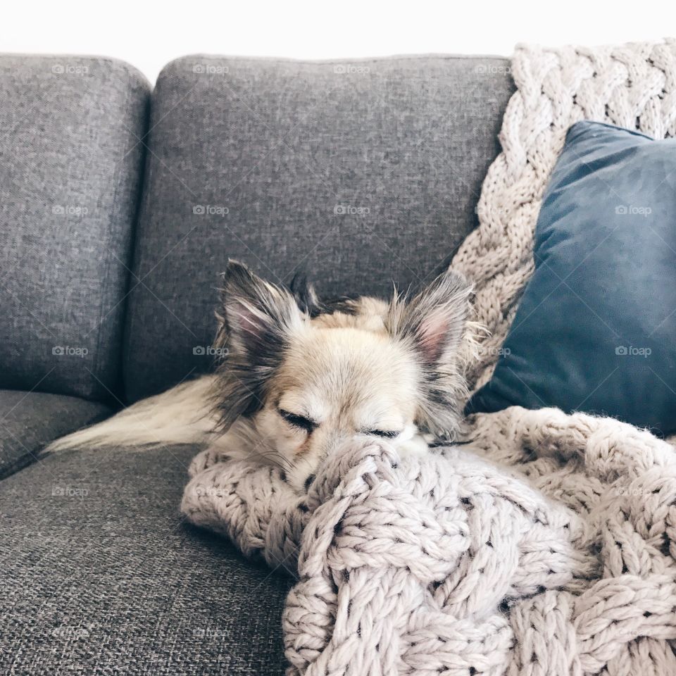 Sleepy Chihuahua 💤🐶