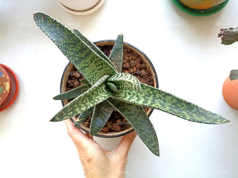 green house plant in pot and hand top view, mobile photography