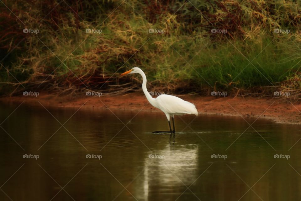 Great Egret 