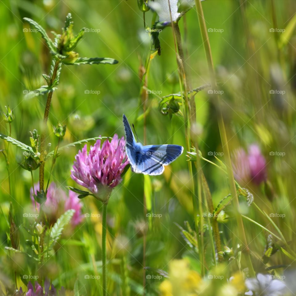 Blue butterfly on pink flower