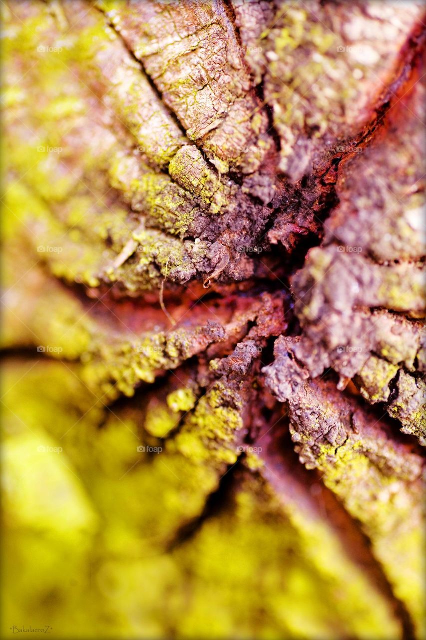 Wood surface close up shooting amazing nature therapy summer mood positive vibes wonderful day hustling daydreaming naturalism