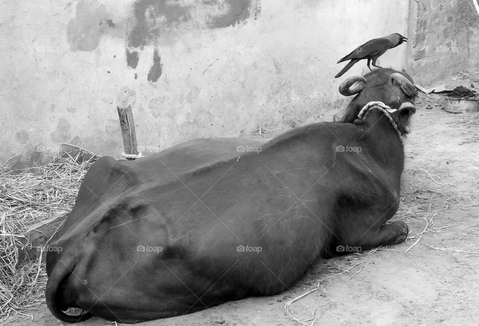 Buffalo on head 
one Crow
 both are black 
nice and good