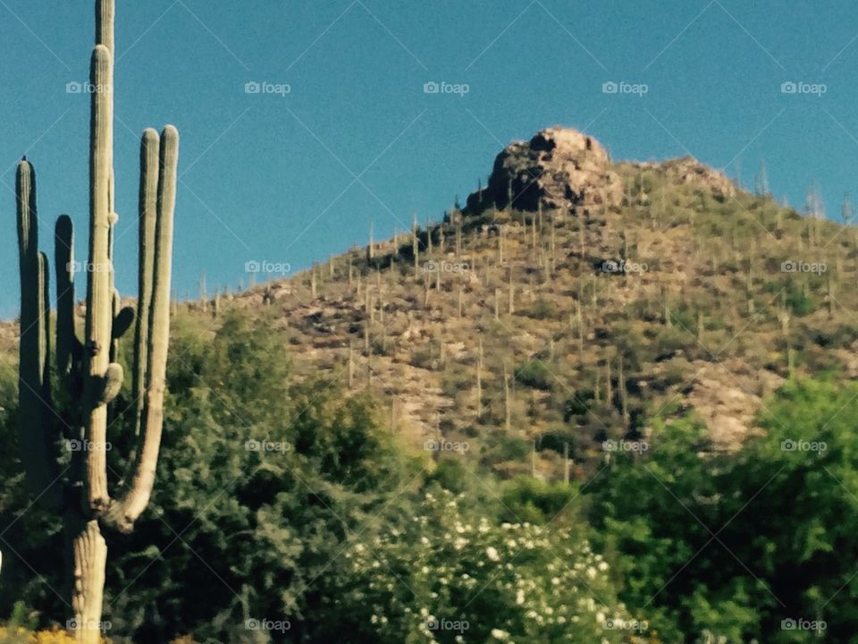 Cactus Countryside 