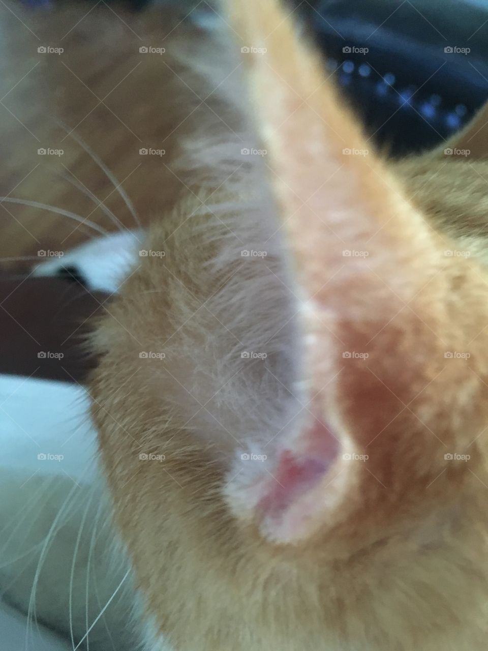 Yes I can hear you I’m ignoring you I’m sitting on your lap mom. Geez Just pet me!