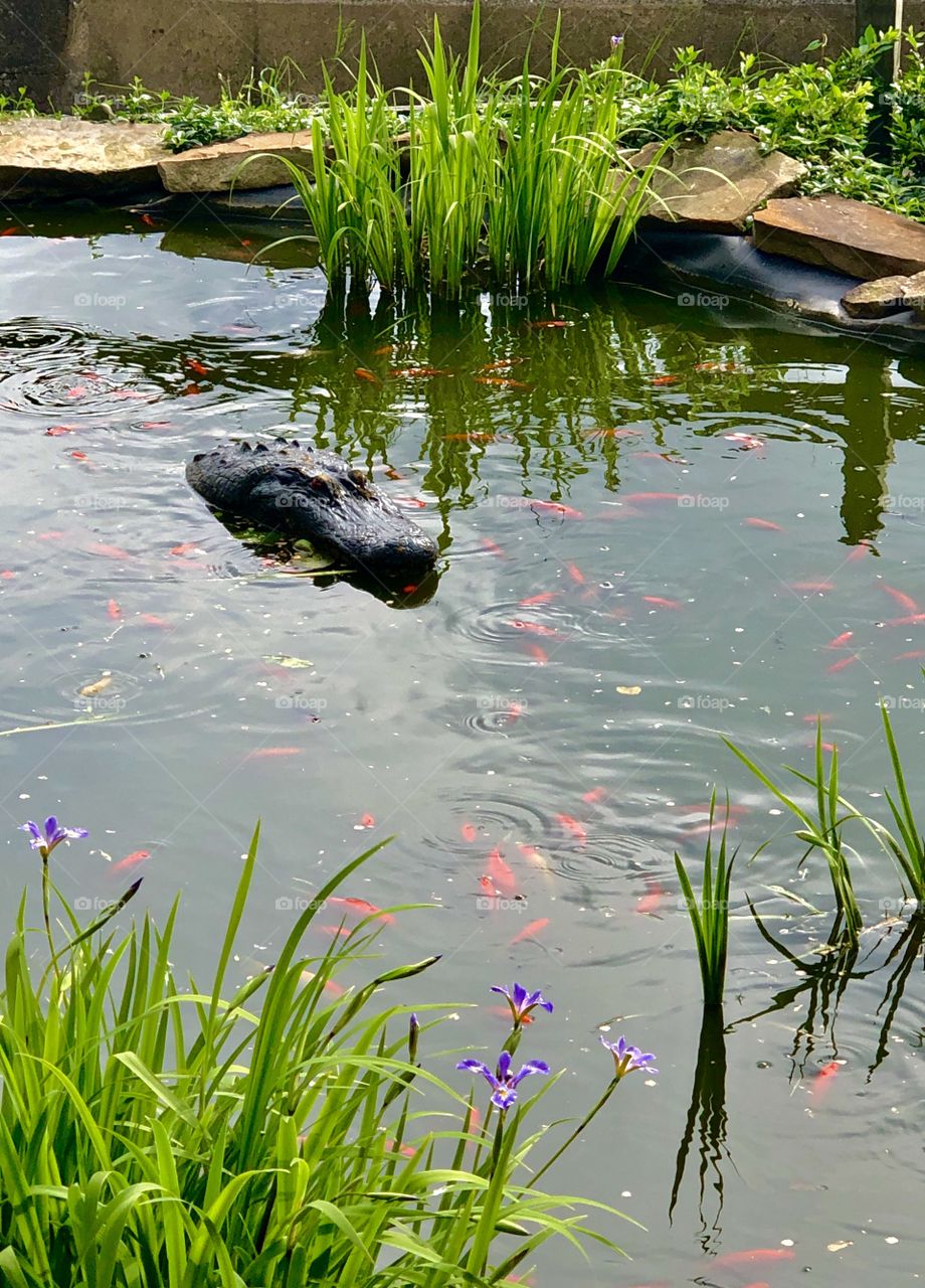 Zoo Animals Goldfish with fake crocodile