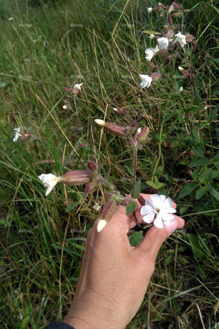 wild flower in the hand in the grass summer time