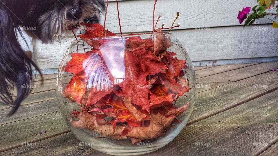 Autumn Colors. Nosy Dog