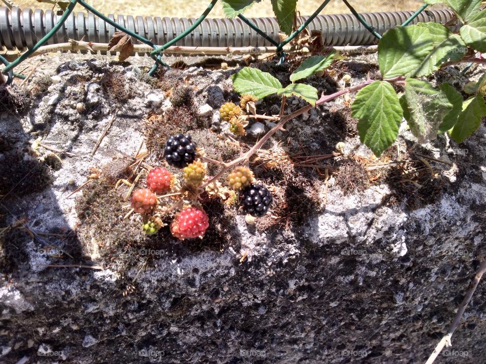 Editors' Choice - Photo of the Week