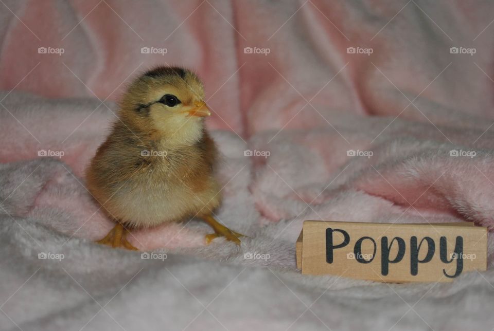 Poppy the baby chick 