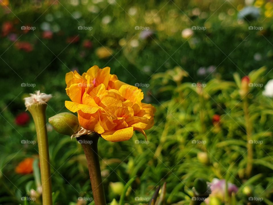 my beautiful Portulaca grandiflora