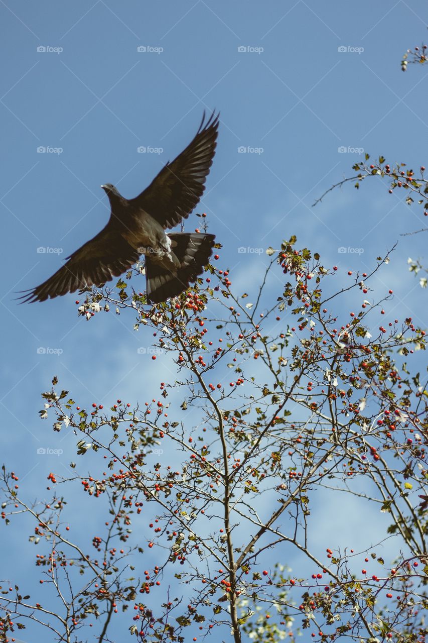 Bird is flying near the tree with a red berries, blue autumn sky 