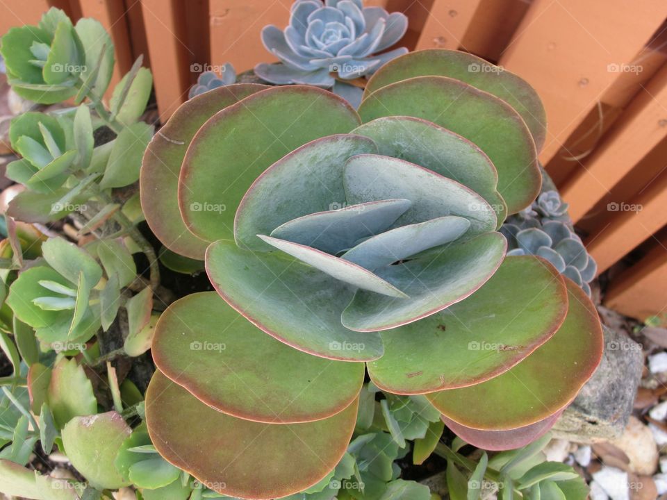 Succulent plants