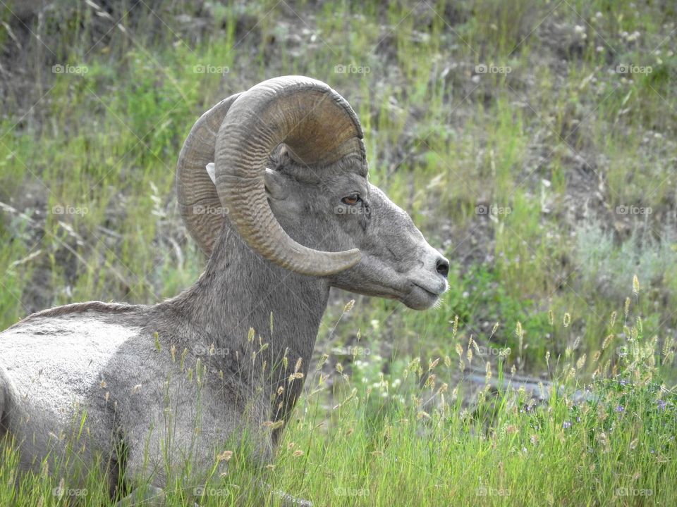 Big horn sheep at Radium BC