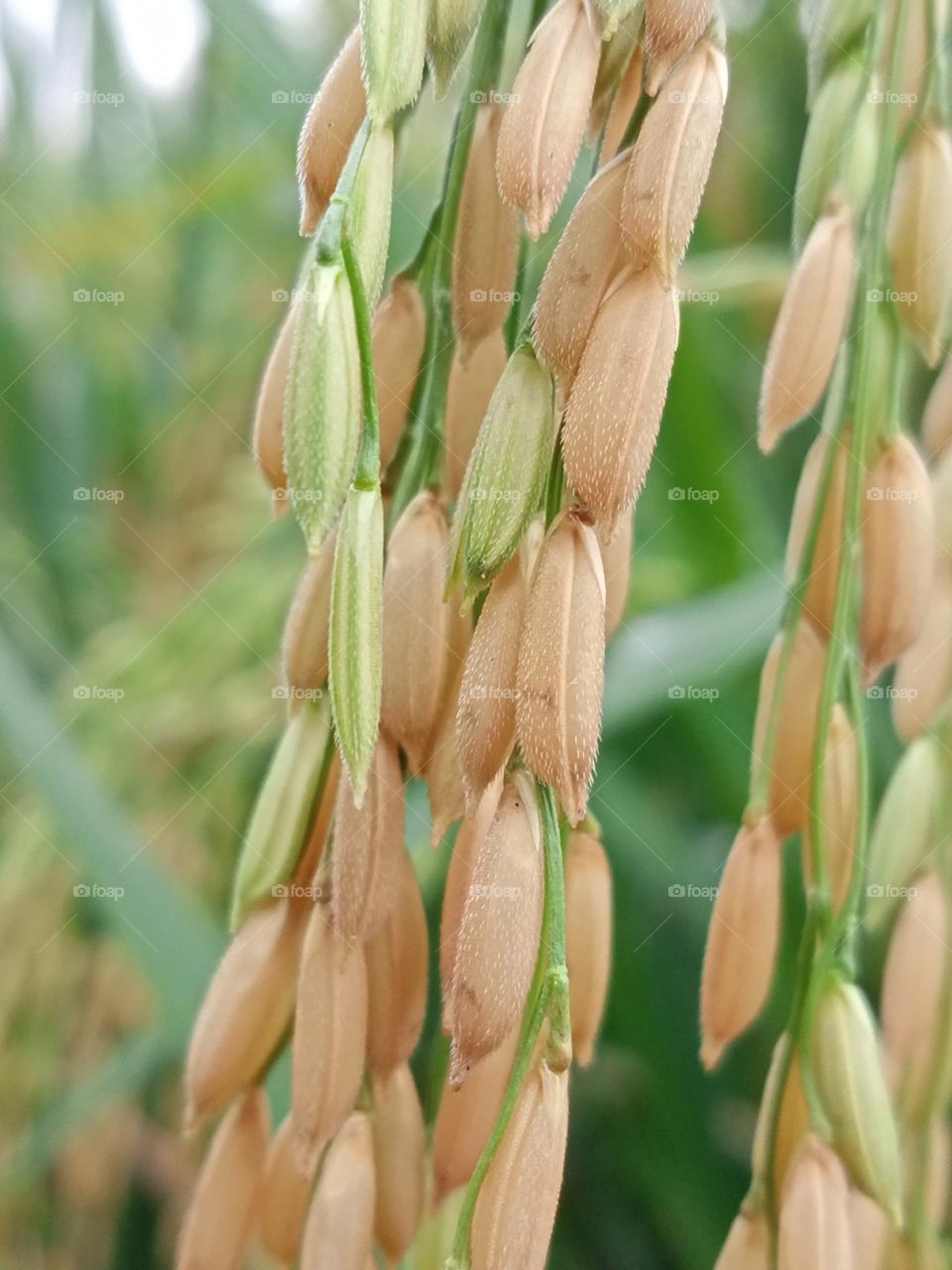 oryza sativa (Asian rise)