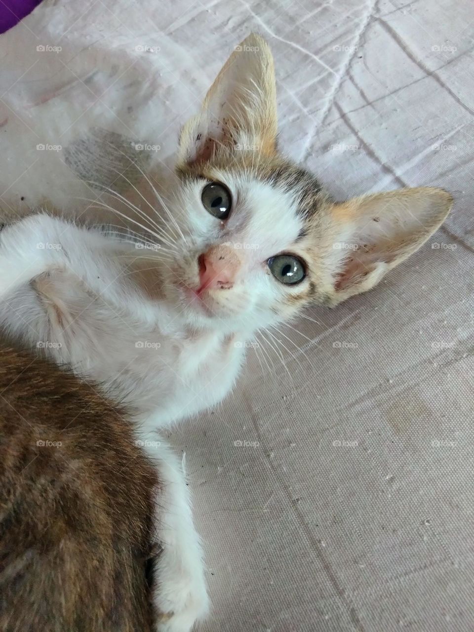 The kitten is looking at me.