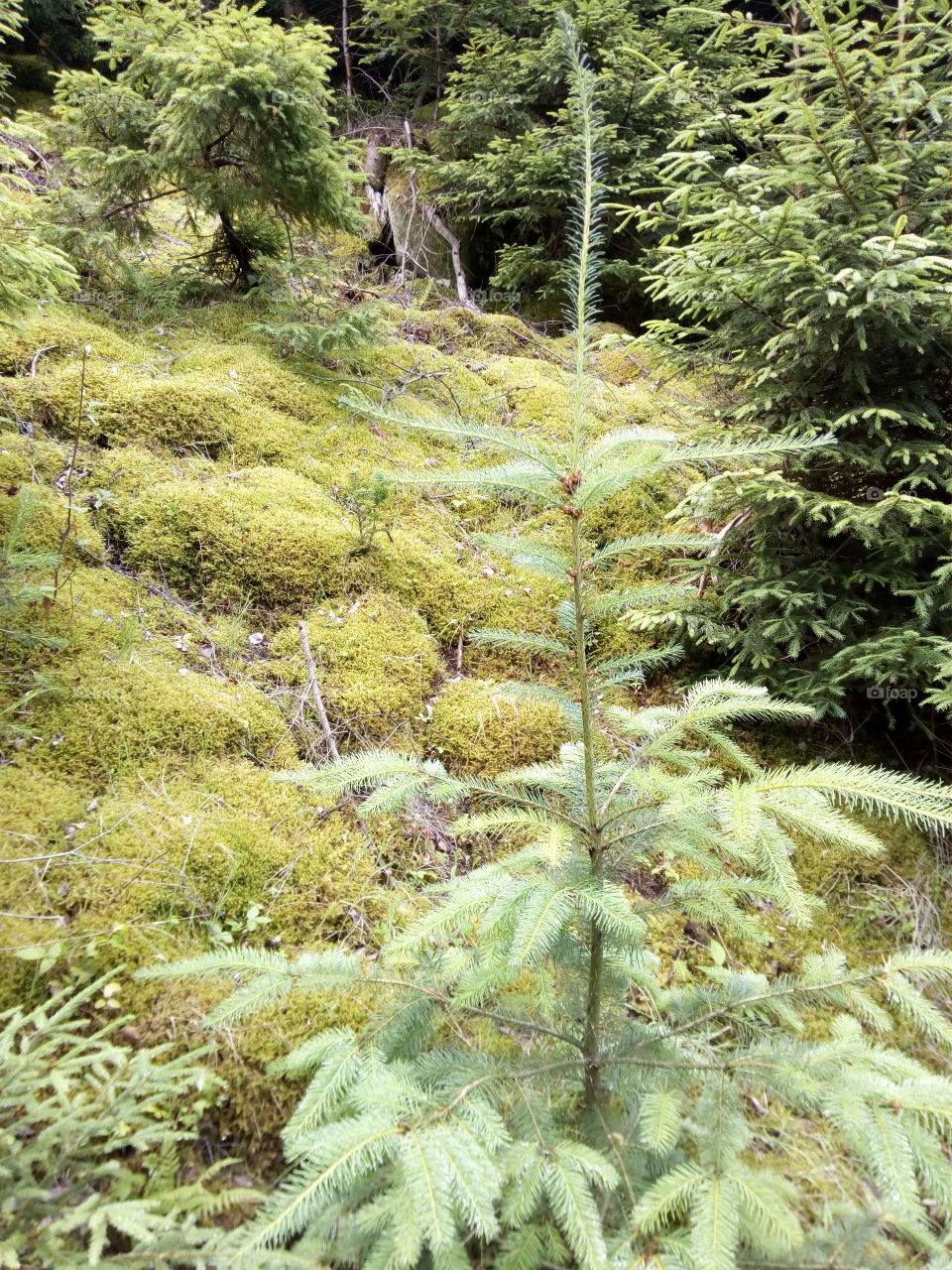 Schwarzwald in Bad Wildbad