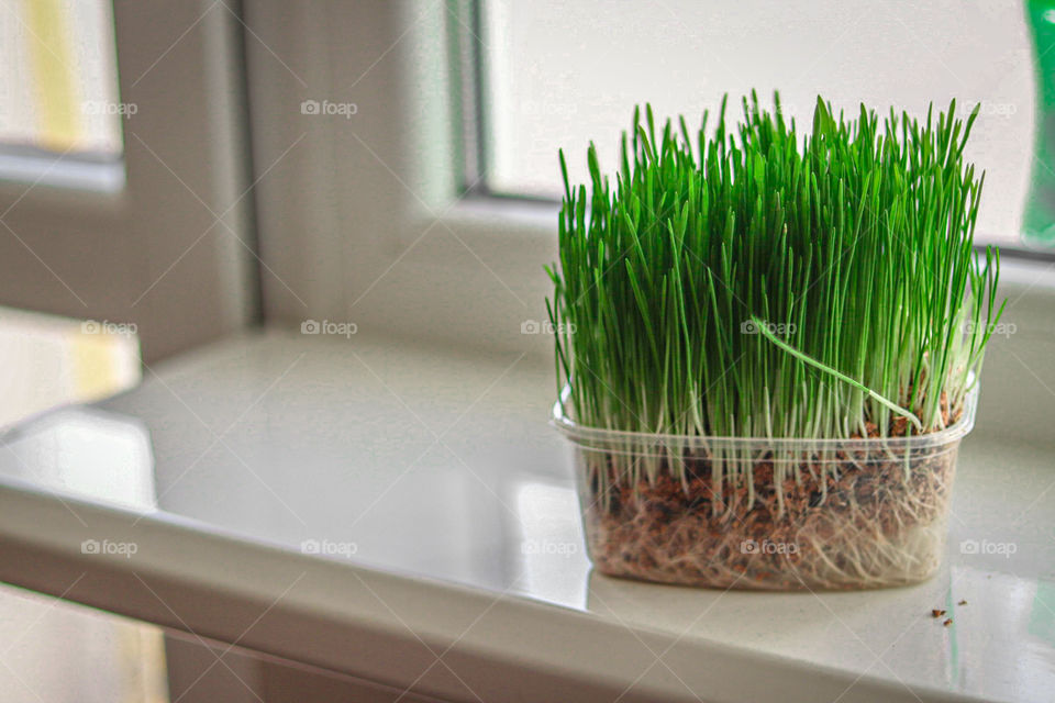 pot of juicy grass