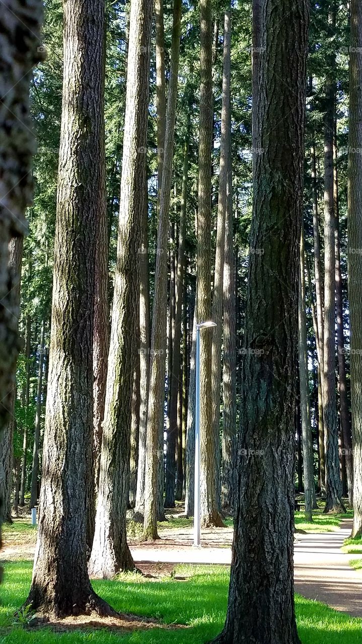 trees of same size all in a row