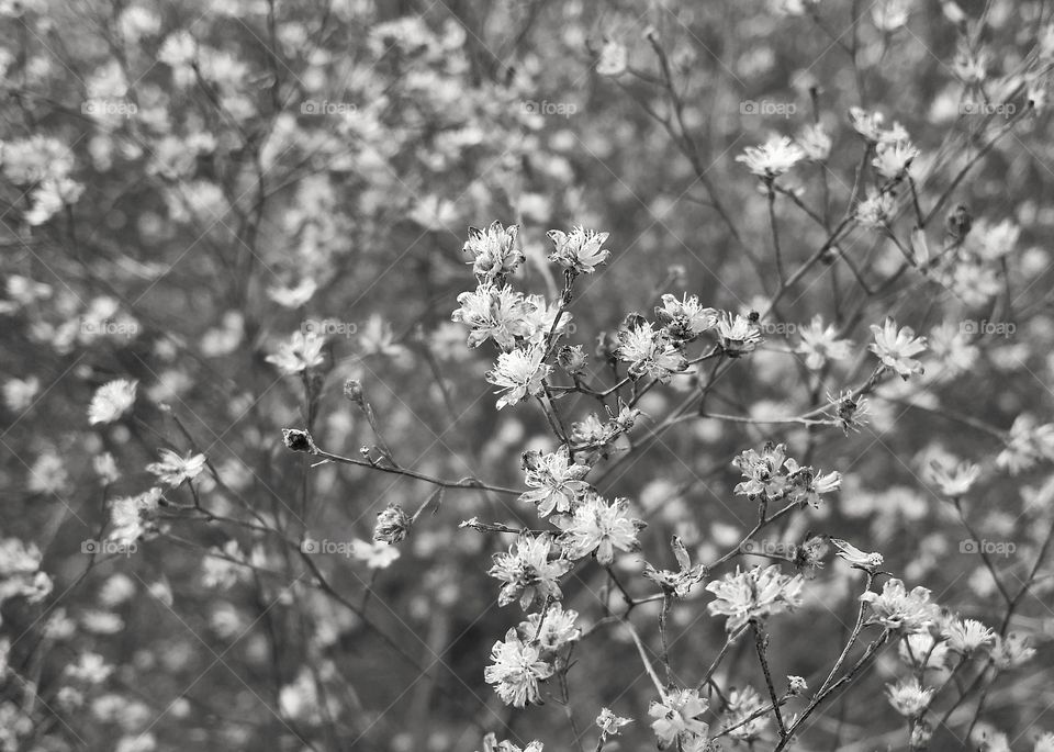 Wild babies breath in black and white