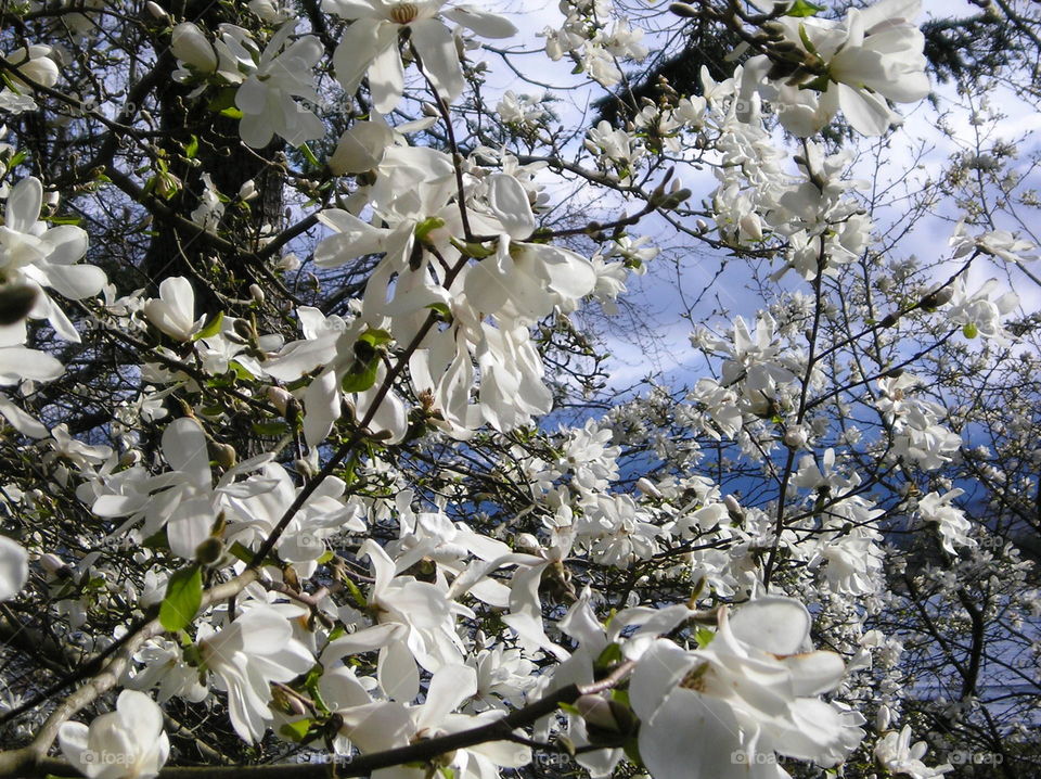 At magnolia tree bursting  with beautiful white blooms and a glimpse of blue sky and mountains through the branches. 