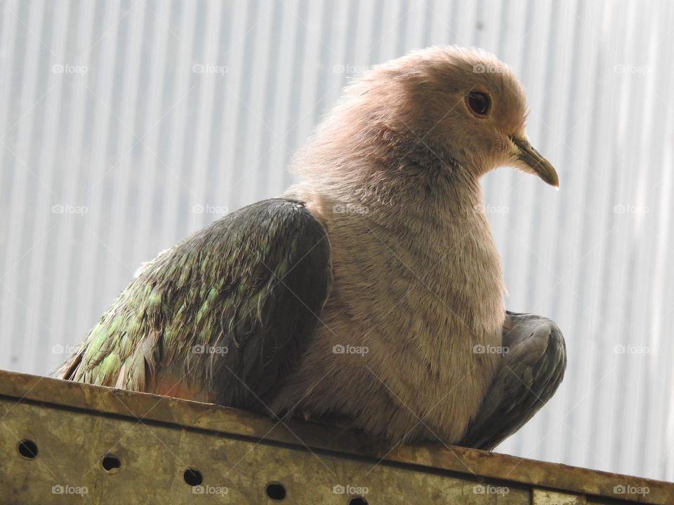 A close up of a pigeon 
