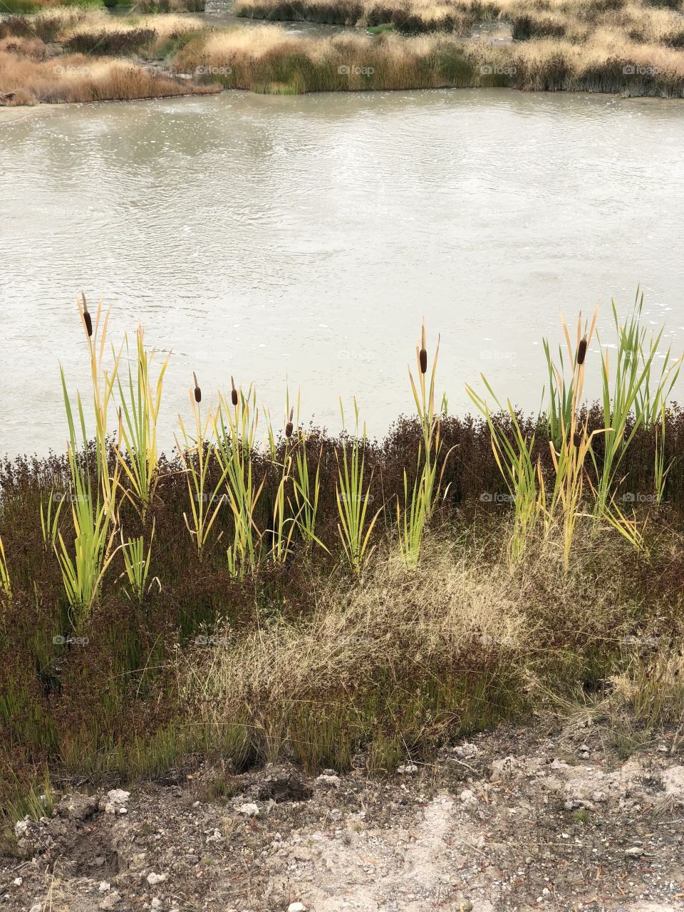 Cattails at Yellowstone