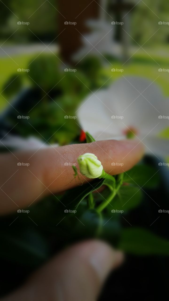 small insect visitor.