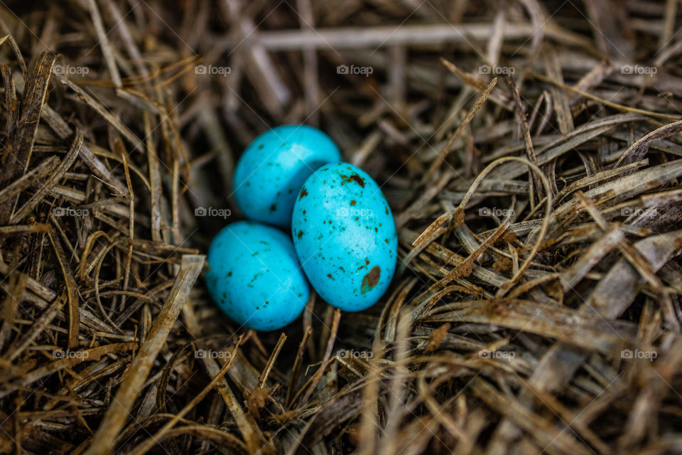 three small blue eggs hidden in a birds nest
