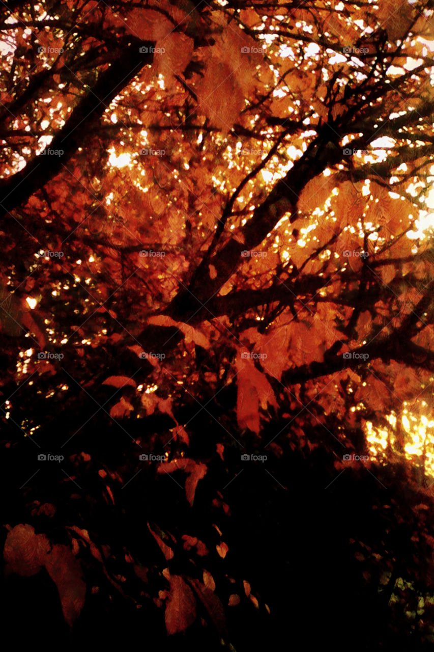 Fall (Dark Woods)
