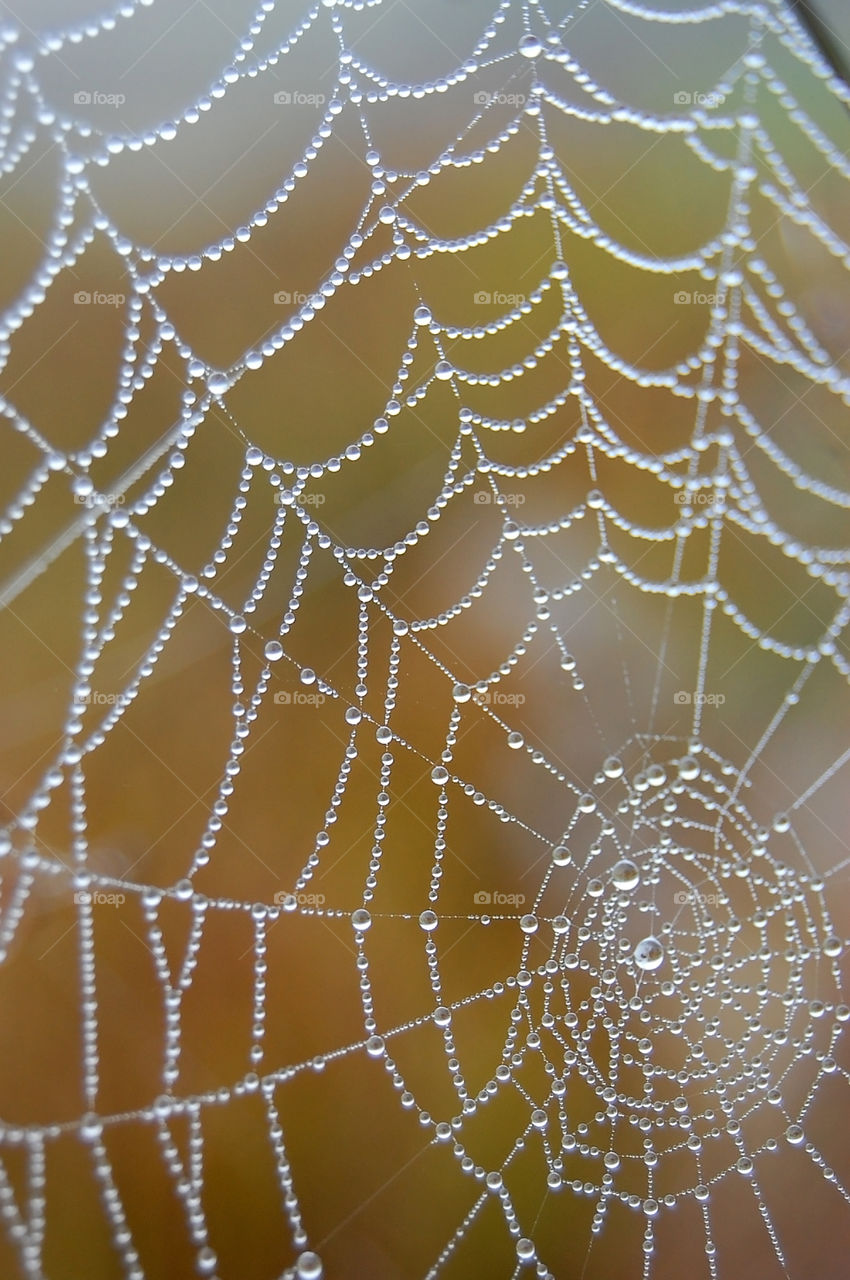 web filled with morning dew