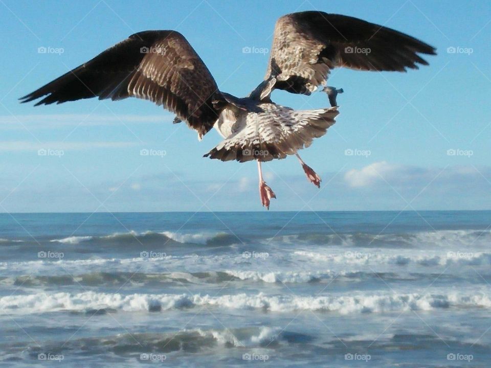 Beautiful flying seagull cross the sky.