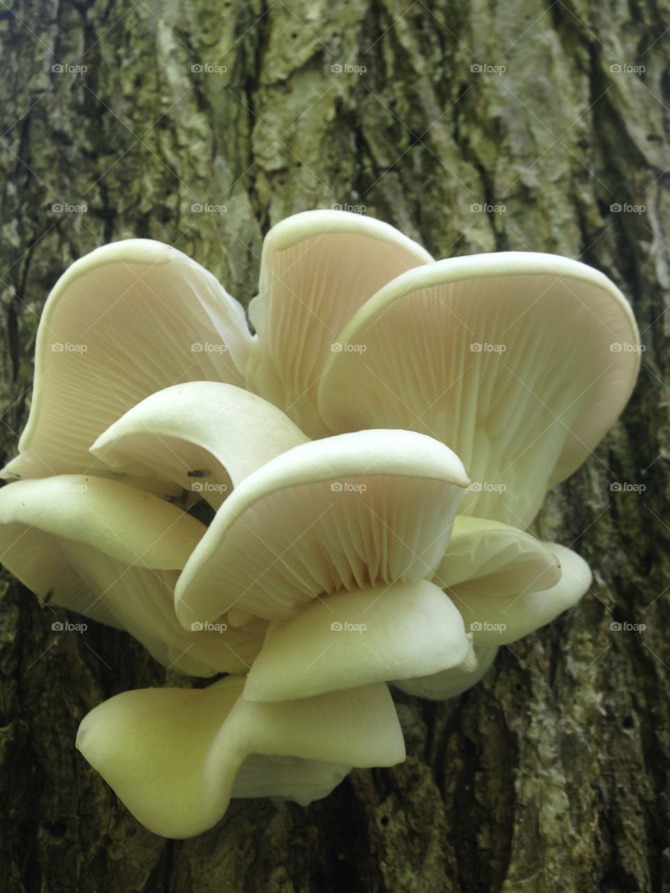 Fungus beauty 