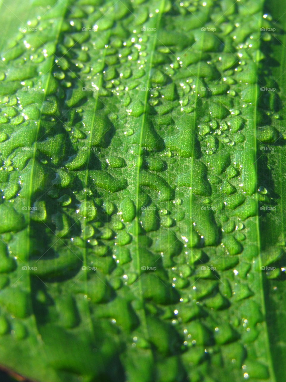 rain drops on green leaf