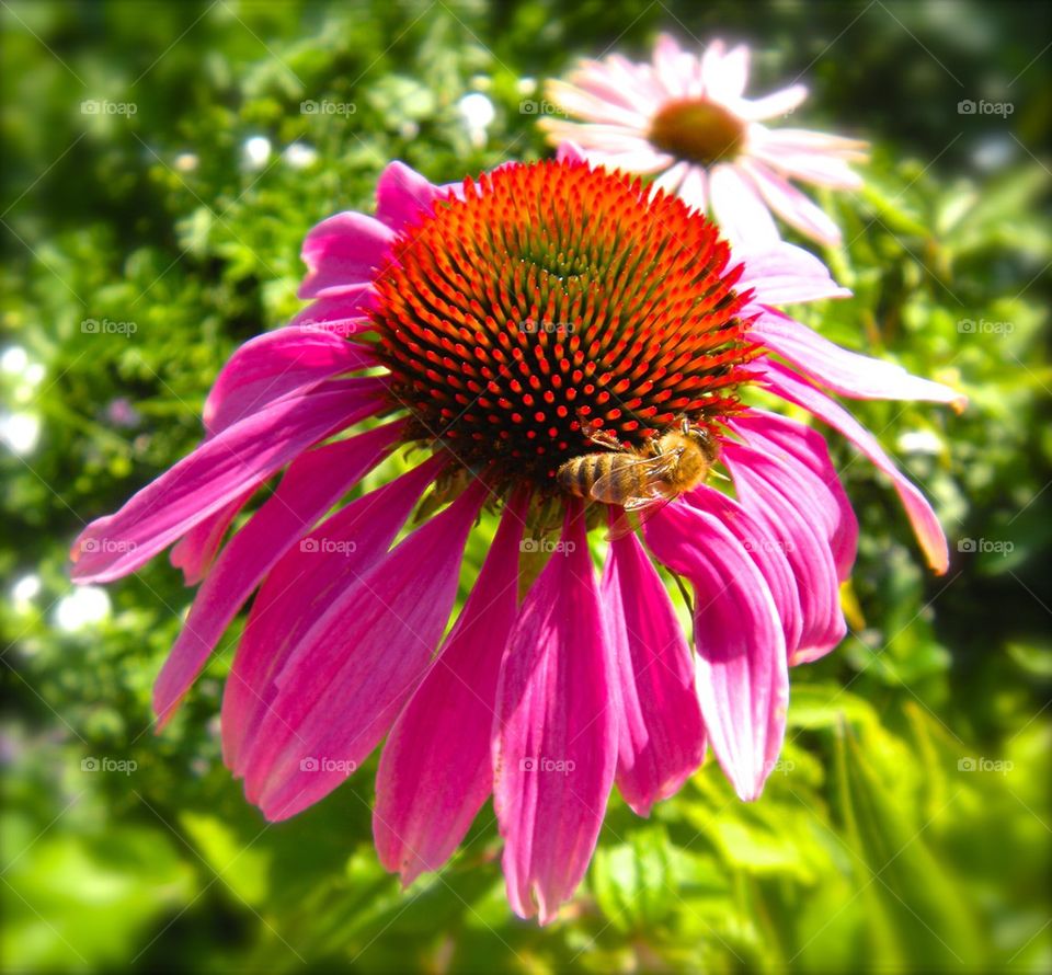 Pink flower bee